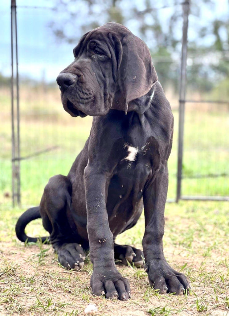 De Jaseyla - Chiots disponibles - Dogue allemand