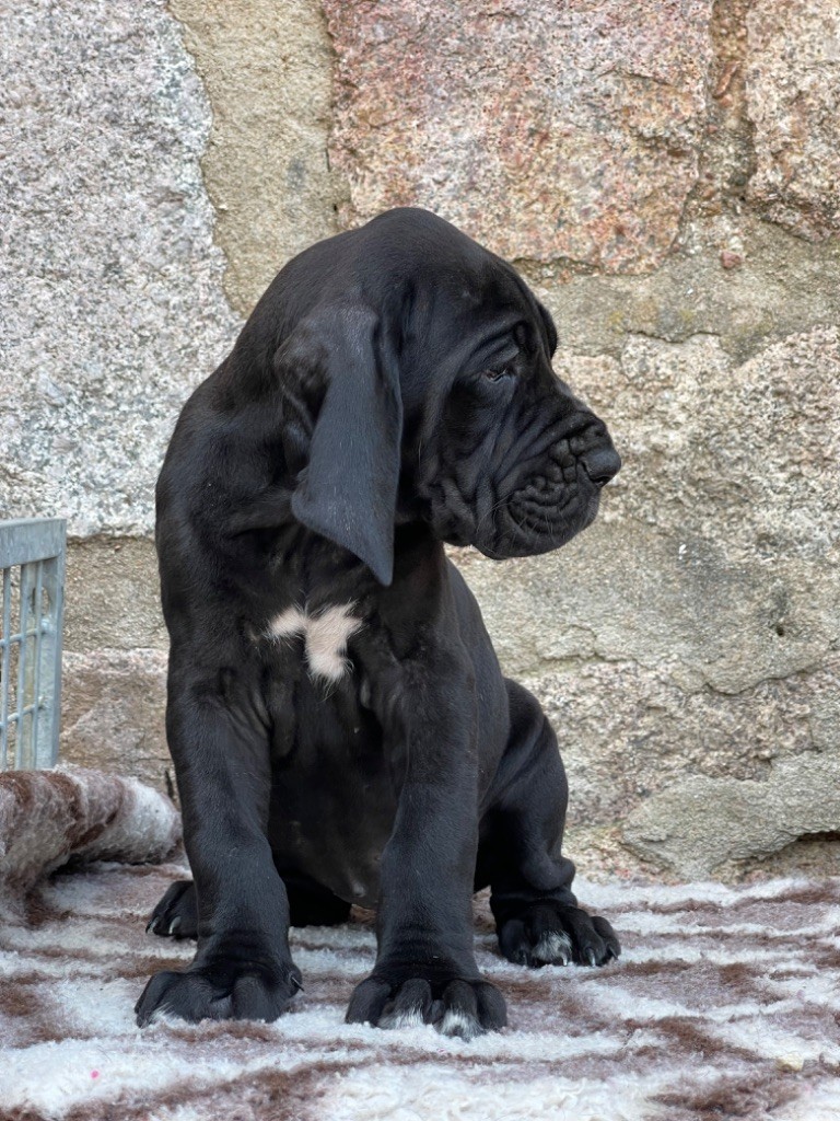 De Jaseyla - Chiots disponibles - Dogue allemand